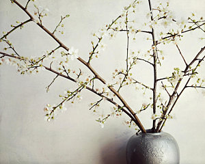 Wall Art - Photograph - Zen Bouquet by Lupen  Grainne