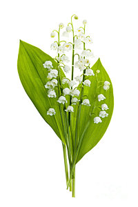 Wall Art - Photograph - Lily-of-the-valley Flowers by Elena Elisseeva