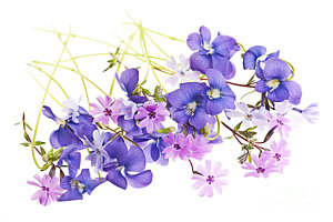 Wall Art - Photograph - Spring Flowers by Elena Elisseeva