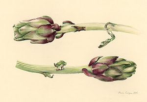 Wall Art - Painting - Artichokes by Alison Cooper