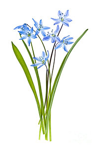 Wall Art - Photograph - Blue Spring Flowers by Elena Elisseeva
