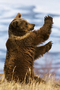 Wall Art - Photograph - Grizzly Bear Ursus Arctos Horribilis by Konrad Wothe