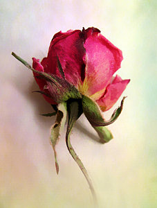Wall Art - Photograph - A Single Rose by Jessica Jenney