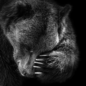 Wall Art - Photograph - Portrait Of Bear In Black And White by Lukas Holas