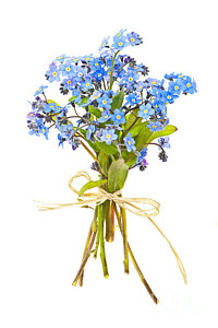 Wall Art - Photograph - Bouquet Of Forget-me-nots by Elena Elisseeva