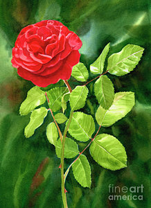 Wall Art - Painting - Bright Red Rose With Dark Background by Sharon Freeman