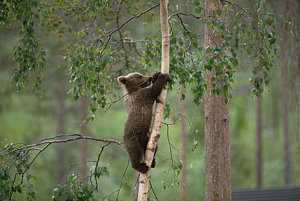Wall Art - Photograph - Brown Bear Ursus Arctos Cub Climbing by Konrad Wothe