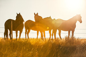Wall Art - Photograph - Equine Glow by Todd Klassy