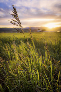 Wall Art - Photograph - Meadow Light by Chad Dutson