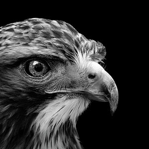 Birds Wall Art - Photograph - Portrait Of Common Buzzard In Black And White by Lukas Holas