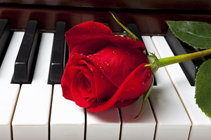 Wall Art - Photograph - Red Rose On Piano Keys by Garry Gay