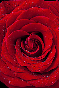 Wall Art - Photograph - Red Rose With Dew by Garry Gay