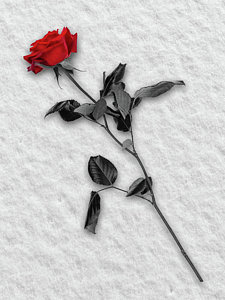 Wall Art - Photograph - Rose In Snow by Wim Lanclus