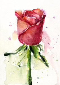 Florals Wall Art - Painting - Rose Watercolor by Olga Shvartsur