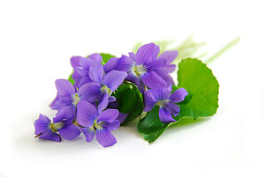 Wall Art - Photograph - Violets On White Background by Elena Elisseeva