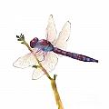 Burgundy Dragonfly  by Amy Kirkpatrick