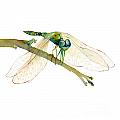 Green Dragonfly by Amy Kirkpatrick