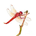 Red Dragonfly by Amy Kirkpatrick