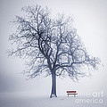 Winter tree in fog by Elena Elisseeva