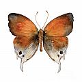 47 Mantoides Gama Butterfly by Amy Kirkpatrick
