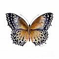 77 Cethosia Butterfly by Amy Kirkpatrick