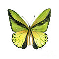 8 Goliath Birdwing Butterfly by Amy Kirkpatrick