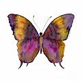 99 Marcella Daggerwing Butterfly by Amy Kirkpatrick