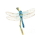 Blue Dragonfly by Amy Kirkpatrick
