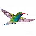 Broad Billed Hummingbird by Amy Kirkpatrick