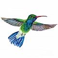 BroadBilled Fan Tail Hummingbird by Amy Kirkpatrick