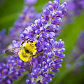 Bumble Bee and Lavender by Inge Johnsson