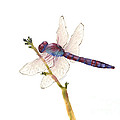 Burgundy Dragonfly by Amy Kirkpatrick