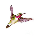 Calliope Hummingbird by Amy Kirkpatrick