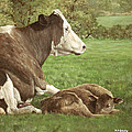 cow and calf in field by Martin Davey