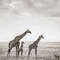 Giraffes Masai Mara Kenya by Regina Mueller