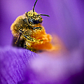 Honeybee Pollinating Crocus Flower by Adam Romanowicz