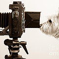 Pho Dog Grapher by Edward Fielding