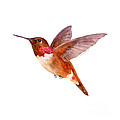 Rufous Hummingbird by Amy Kirkpatrick