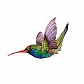 Swooping Broad Billed Hummingbird by Amy Kirkpatrick