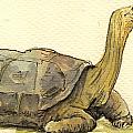 Turtle galapagos by Juan  Bosco
