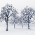 Winter trees in fog by Elena Elisseeva