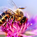 Honey bee  by Elena Elisseeva
