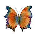 1 Wizard Butterfly by Amy Kirkpatrick