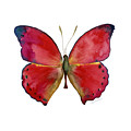 83 Red Glider Butterfly by Amy Kirkpatrick