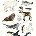 Arctic and Antarctic Animals by Amy Hamilton