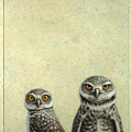 Burrowing Owls by James W Johnson