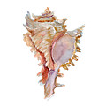 Chicoreus Ramosus Shell by Amy Kirkpatrick