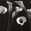 composition with calla lily by Floriana Barbu