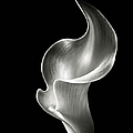 Flame Calla Lily in Black and White by Endre Balogh