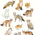 Foxes by Amy Hamilton